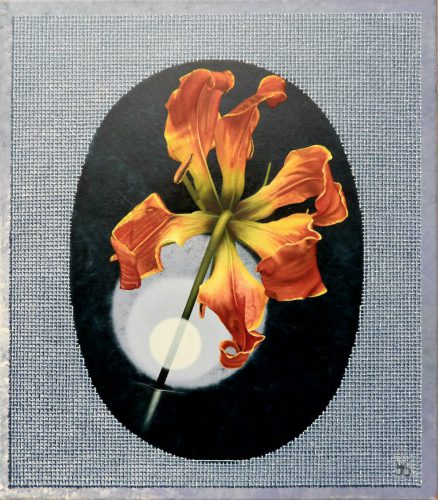 Gloriosa-superba  keert witte bol de rug toe  2025  (40x35 cm)